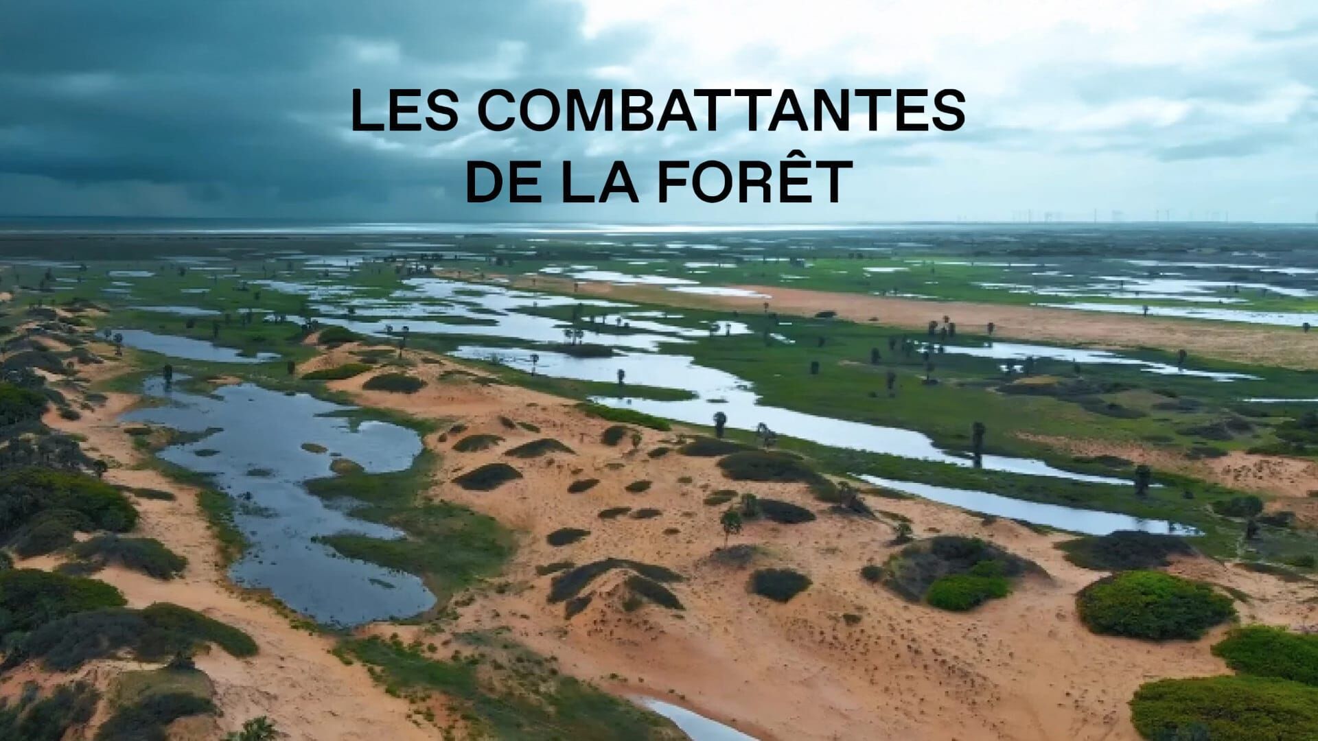 Les combattantes de la forêt