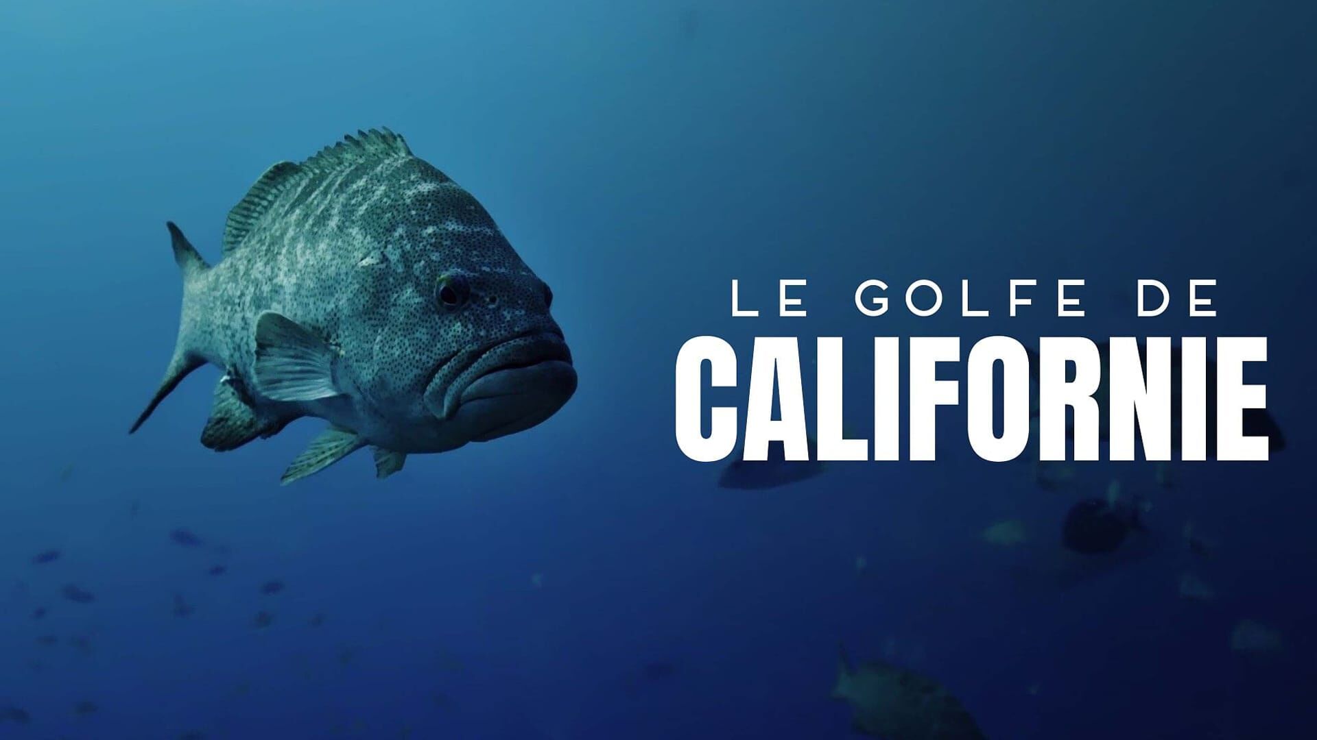 Les riches eaux du Pacifique