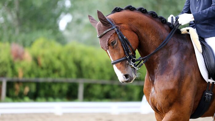 Equitation : Championnats d'Europe de dressage