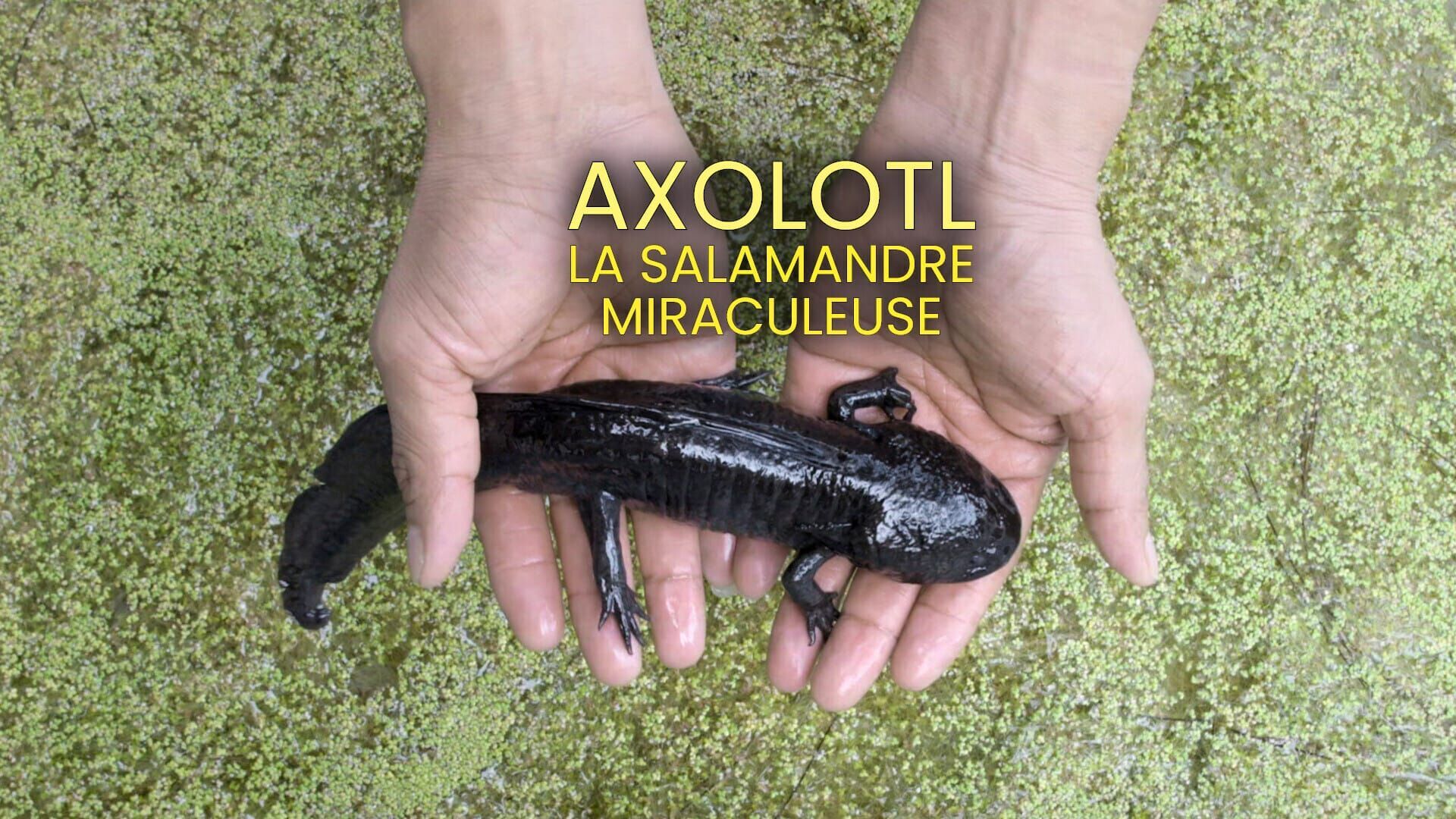 Axolotl - The Magical Healing Powers of a Salamander