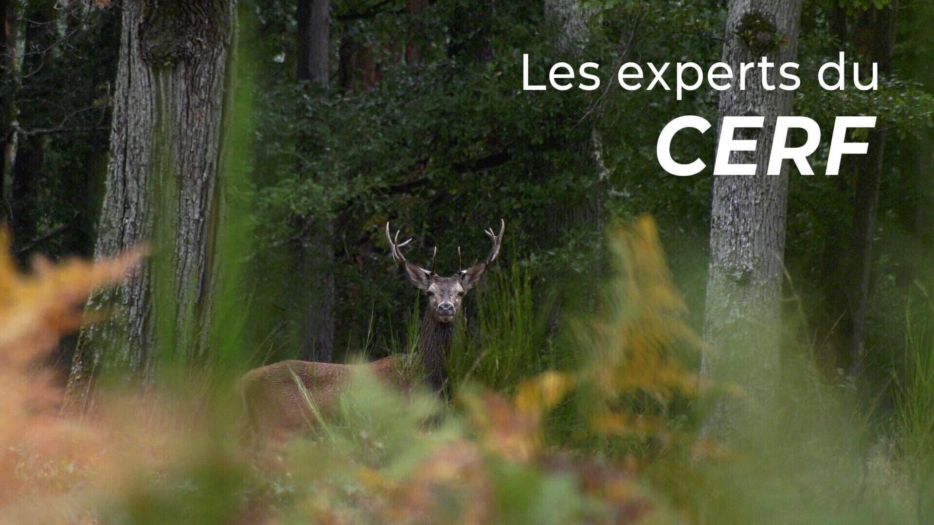 Les experts du cerf