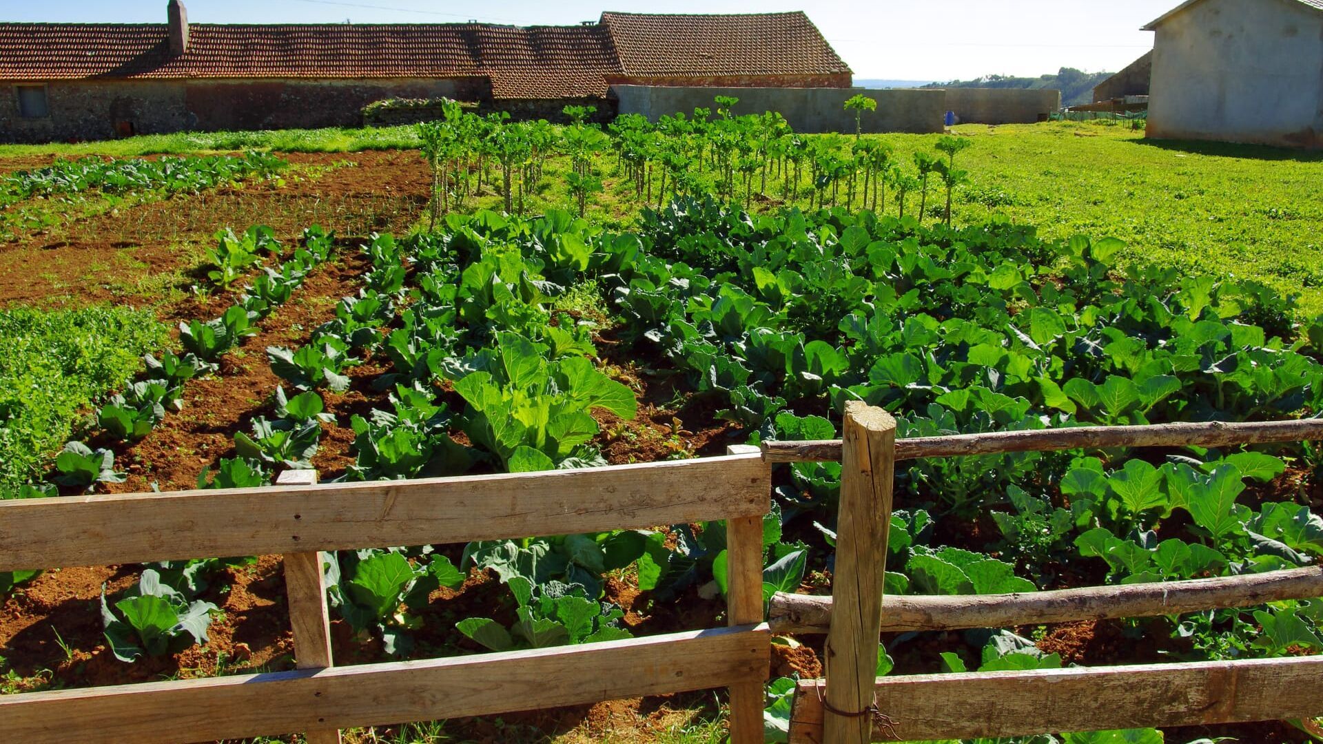 Faça Chuva Faça Sol