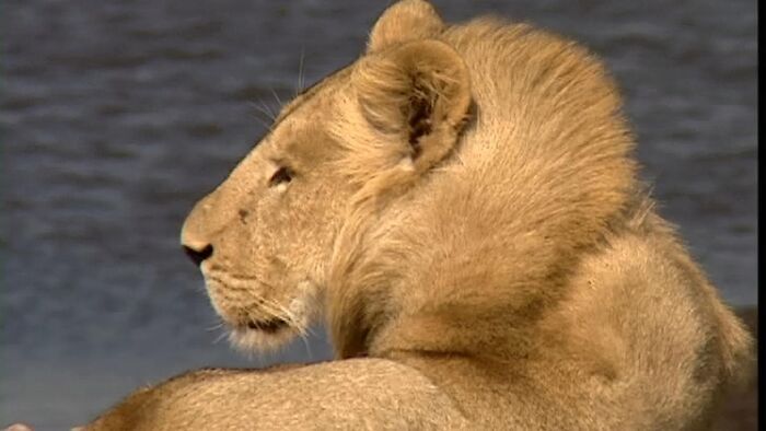Le pays où l'animal est roi (Zimbabwe, Mozambique)