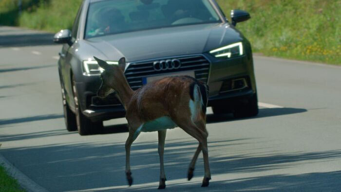Attention ! Passage d'animaux : Quand la faune croise nos routes