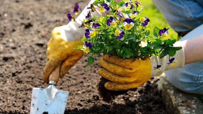 Zoom sur semer des salades dans une jardinière en 3 étapes simples