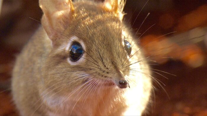 Quick and Tidy! - Sengi, Africa