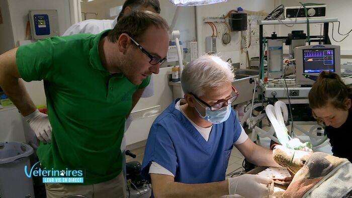 Les otaries vont chez le dentiste!