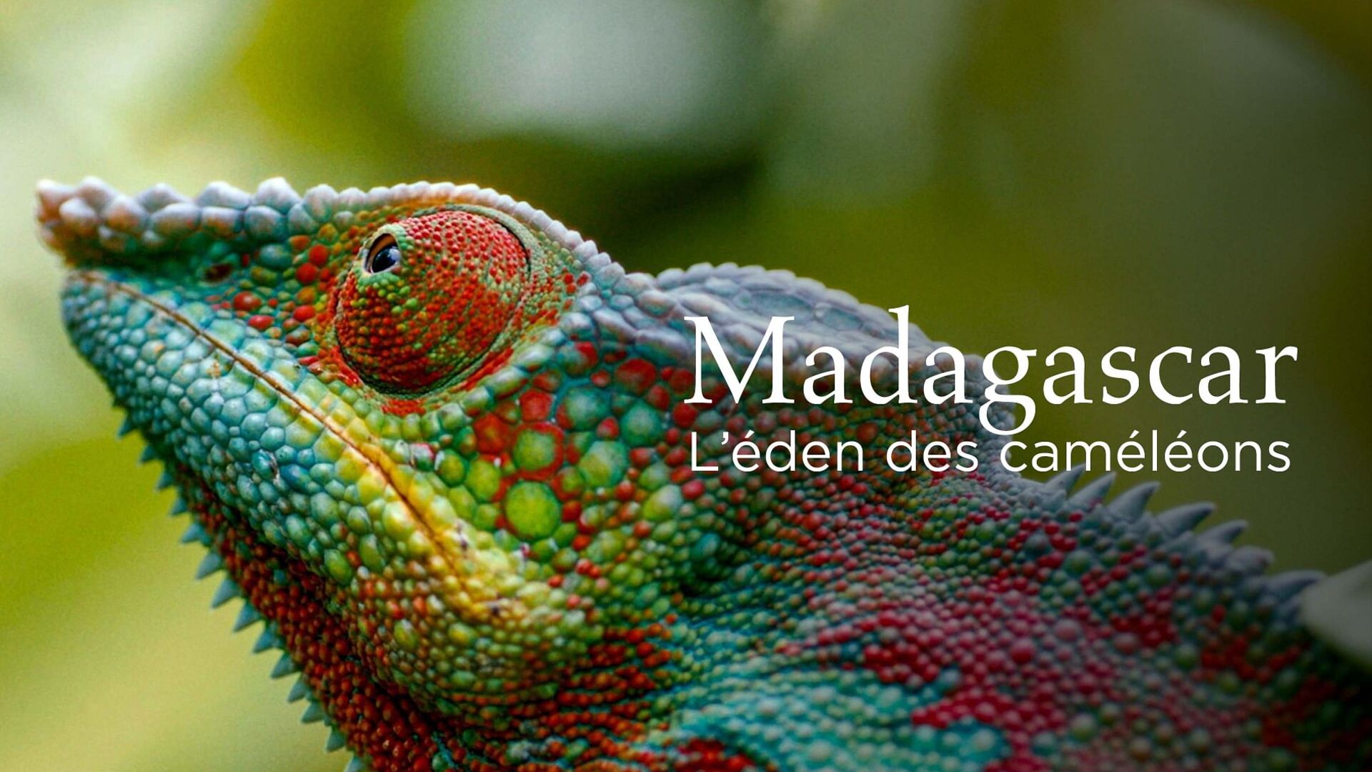 Madagascar ou le grand carnaval des caméléons