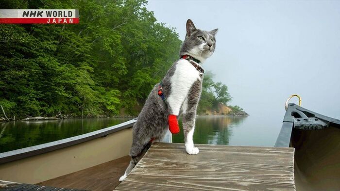 Hokkaido: Kushiro Kitty Guides