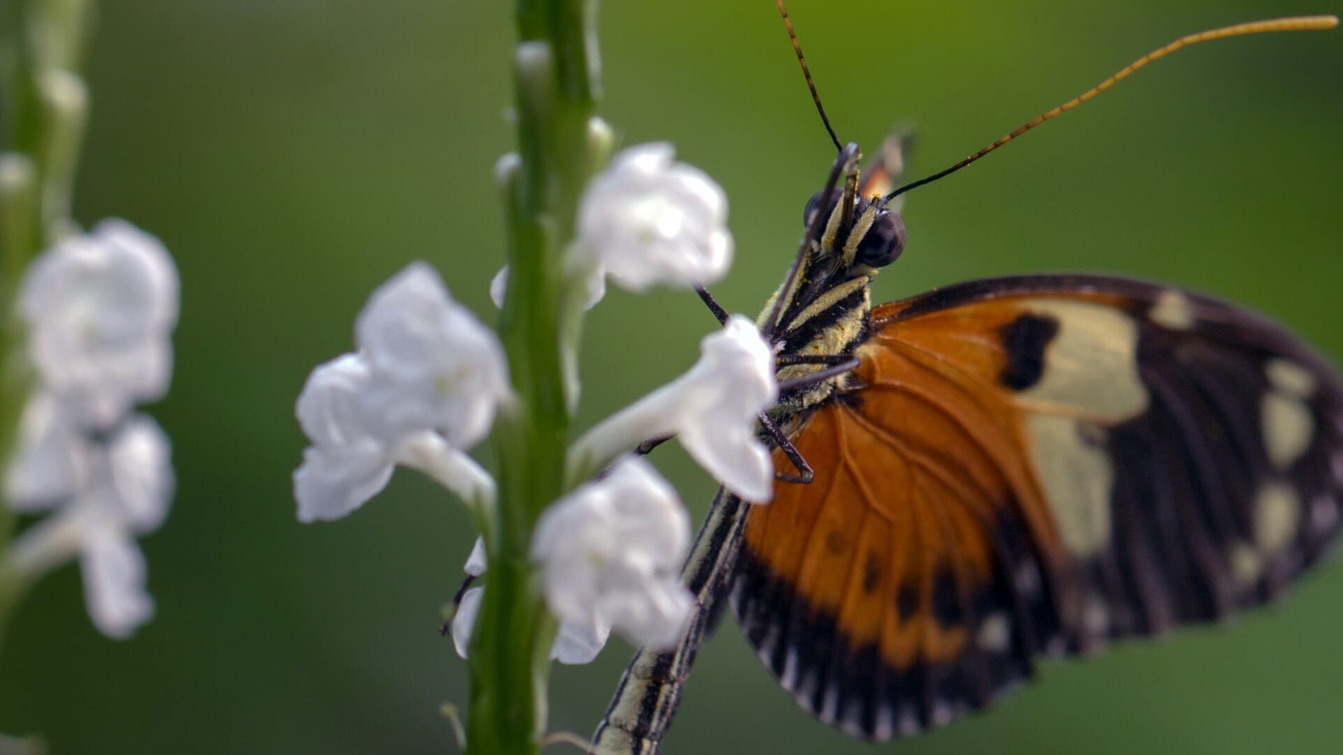 Les super métamorphes