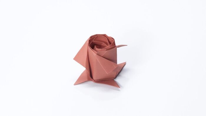 La rose