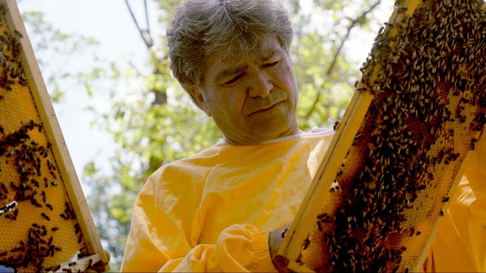 Italie, l'abeille noire de Sicile