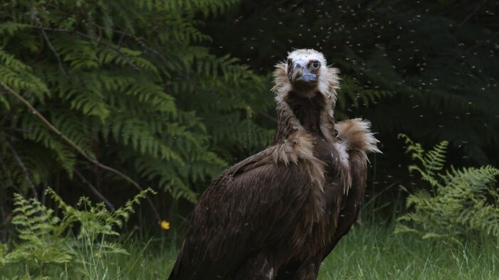 Menace sur le vautour