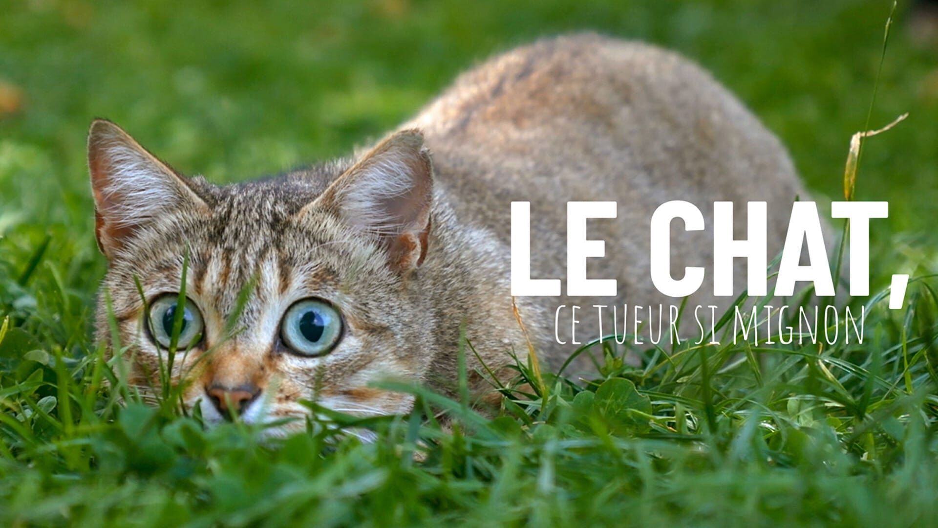 Le chat, ce tueur si mignon