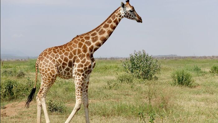 Kenya, des girafes pour la paix