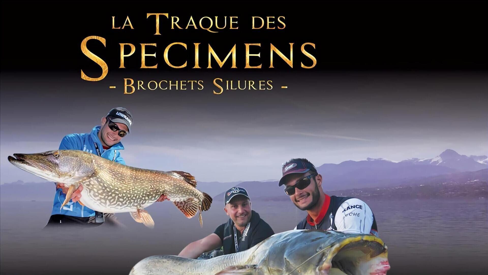 Brochets, silures, la traque des spécimens