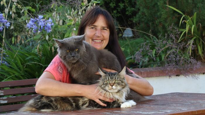 Cat Hospital