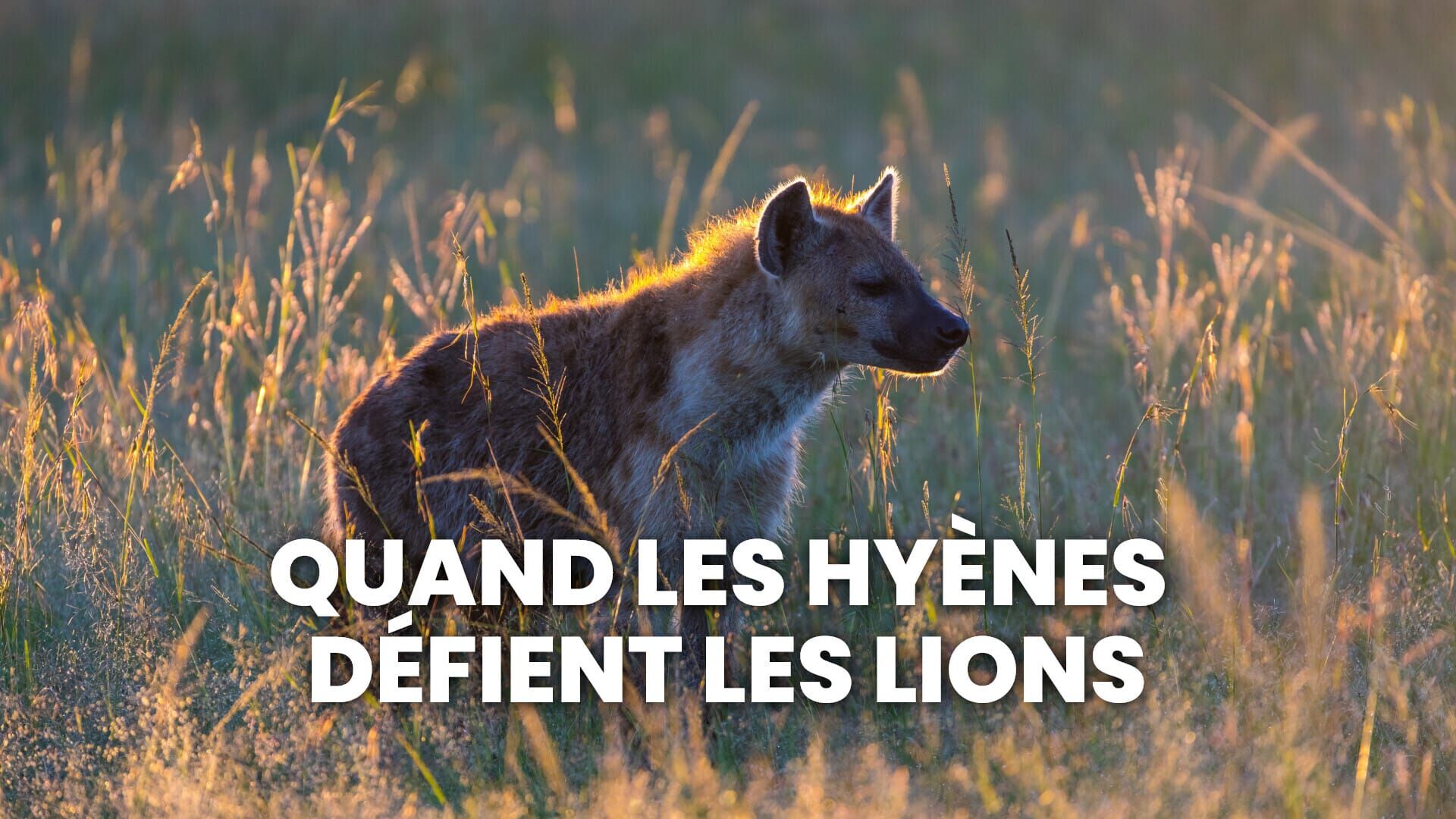 Le duel des prédateurs