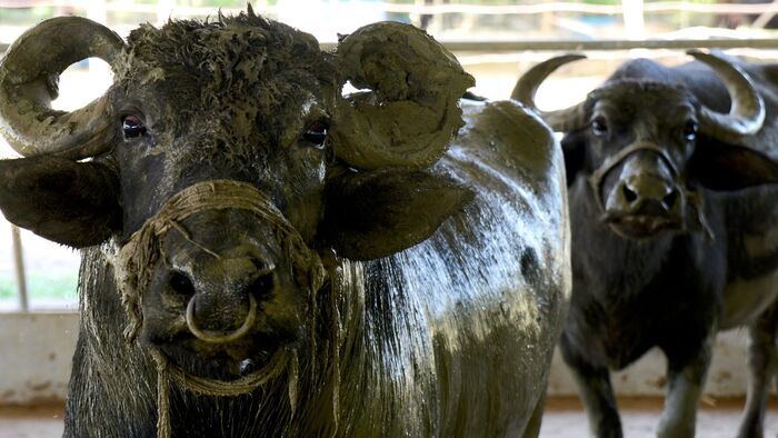 Les buffles, l'avenir pour le Laos ?
