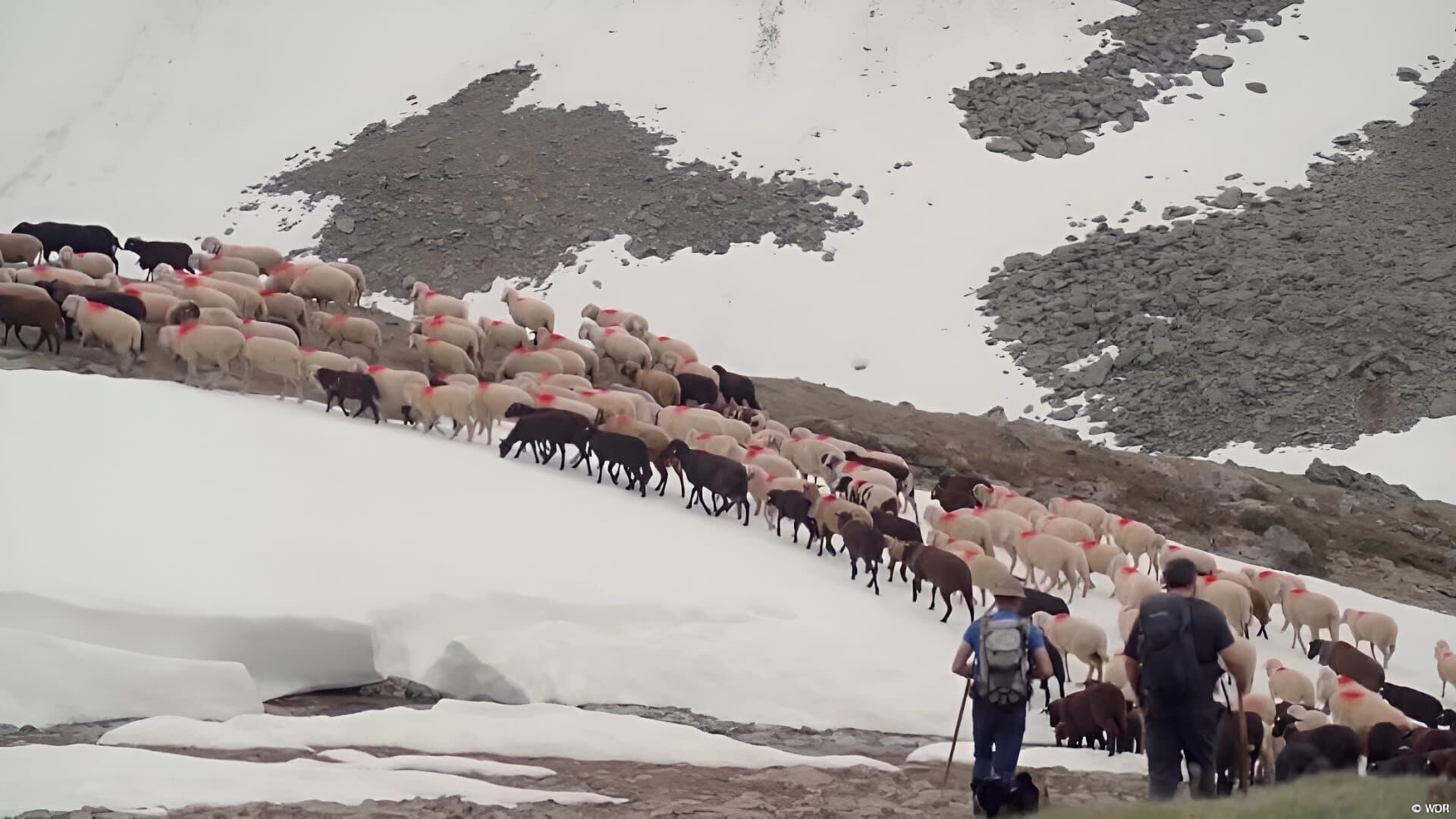 Crossing a Glacier With 1,400 Sheep