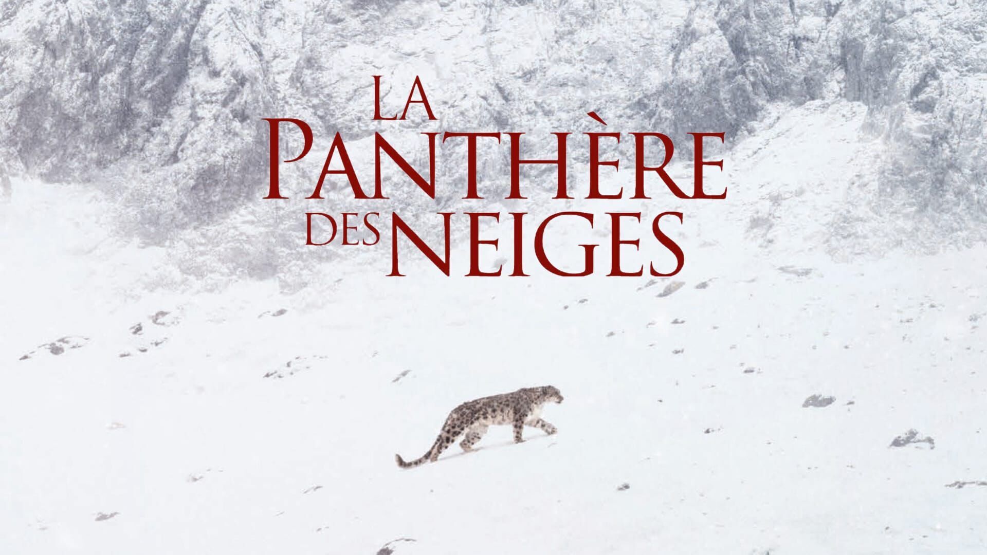 La panthère des neiges