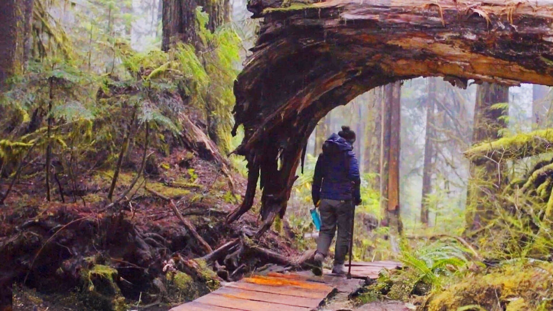 En guerre pour la forêt : sur le front à Fairy Creek