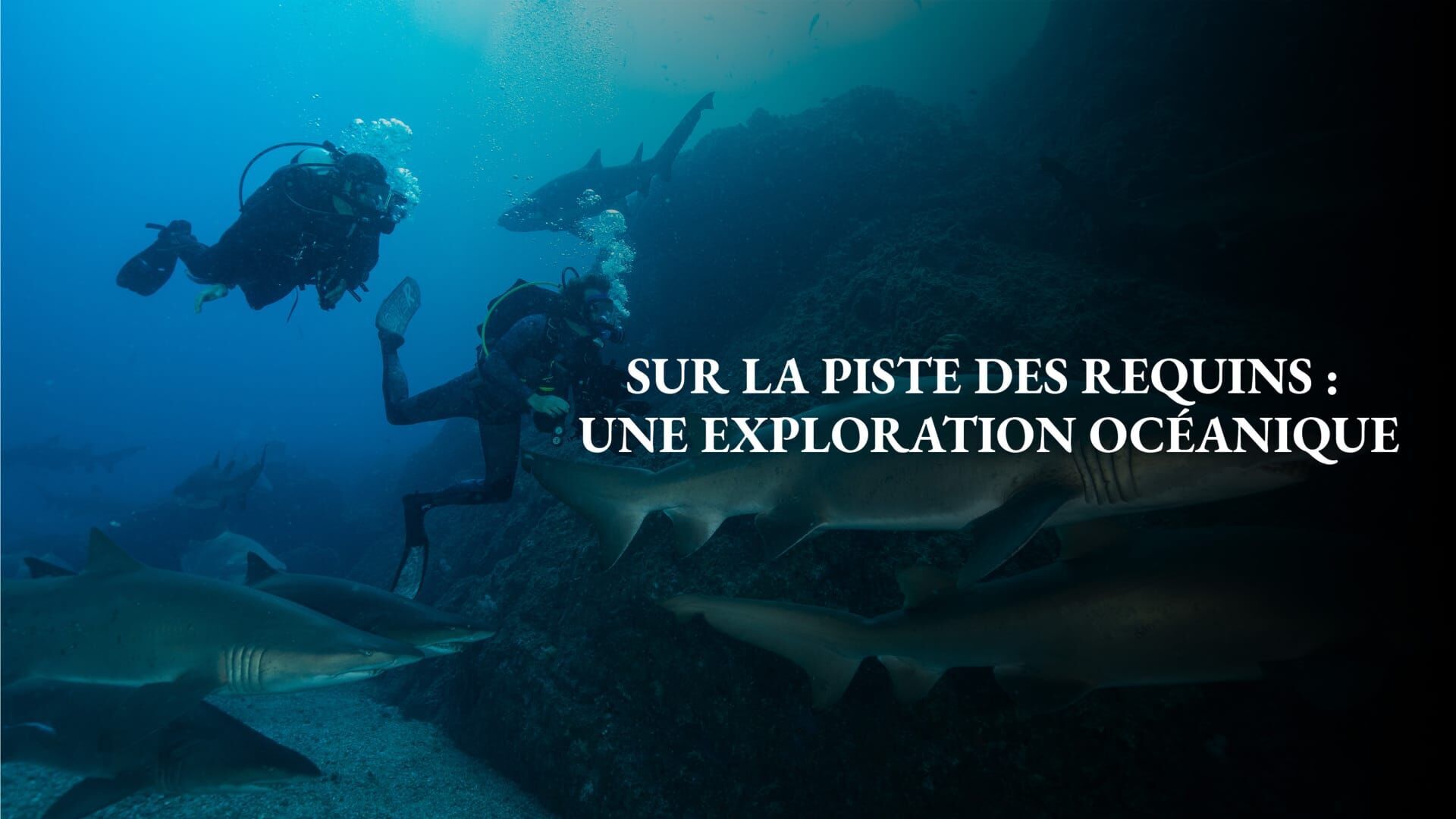 Sur la piste des requins : une exploration océanique
