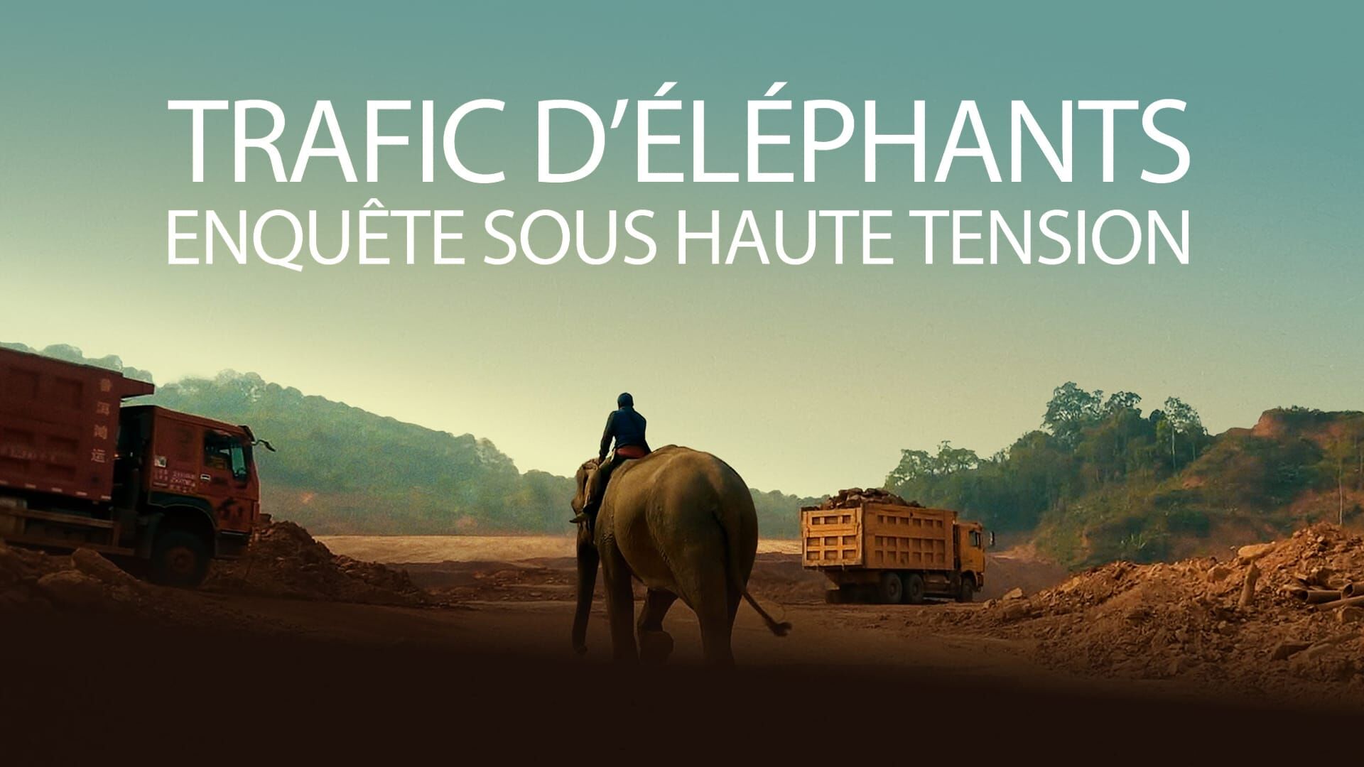 Trafic d'éléphants, enquête sous haute tension