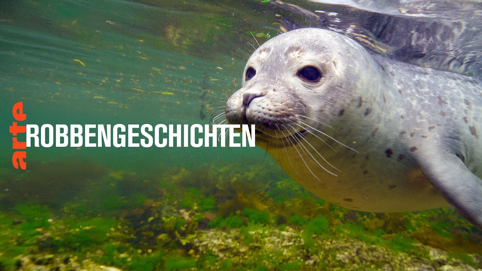 Histoires de phoques : entre terre et mer