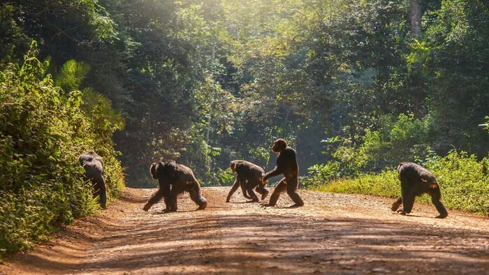 Eléphant, chimpanzé, gnous