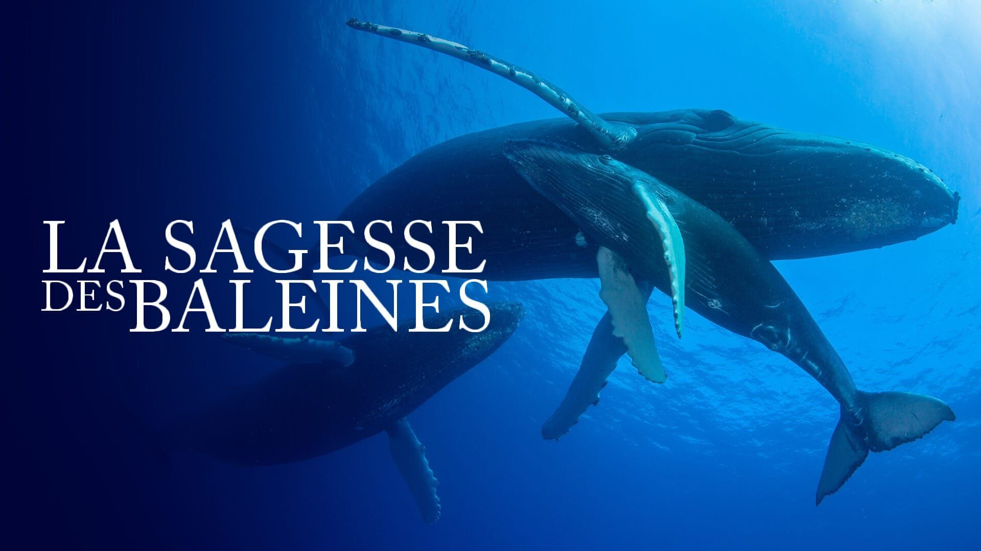 La sagesse des baleines