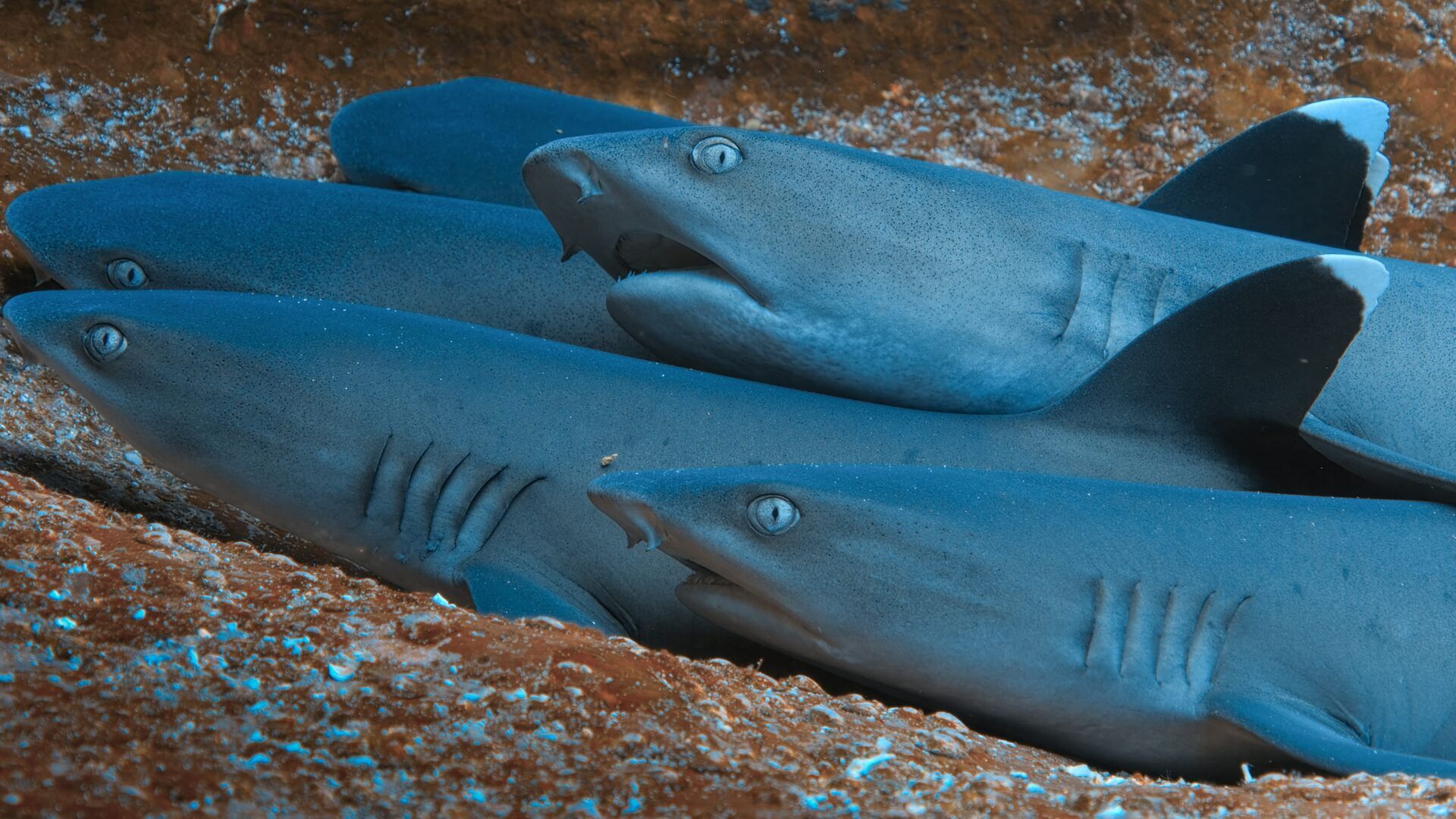 Hammerhead Sharks Up Close with Bertie Gregory