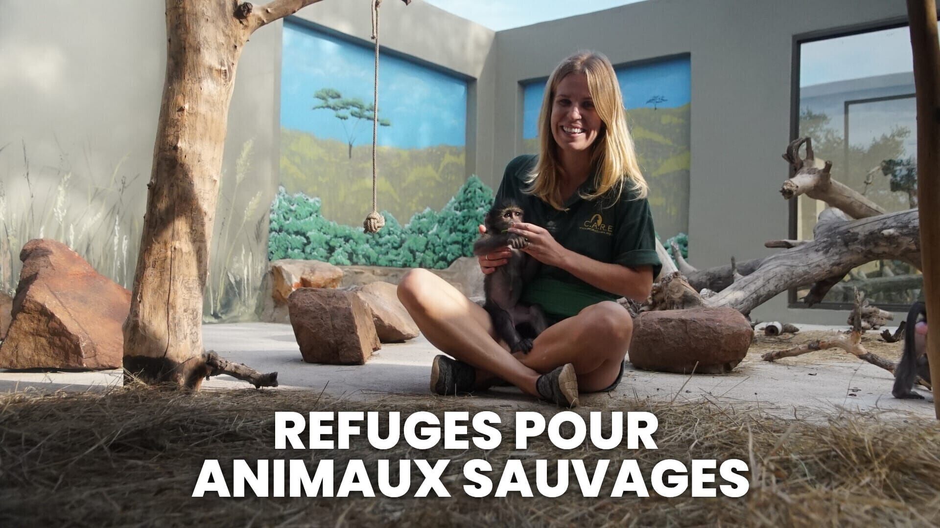 Manchot, caracal, phacochère