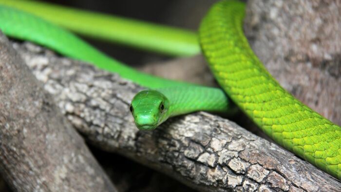 Les grondements de la jungle