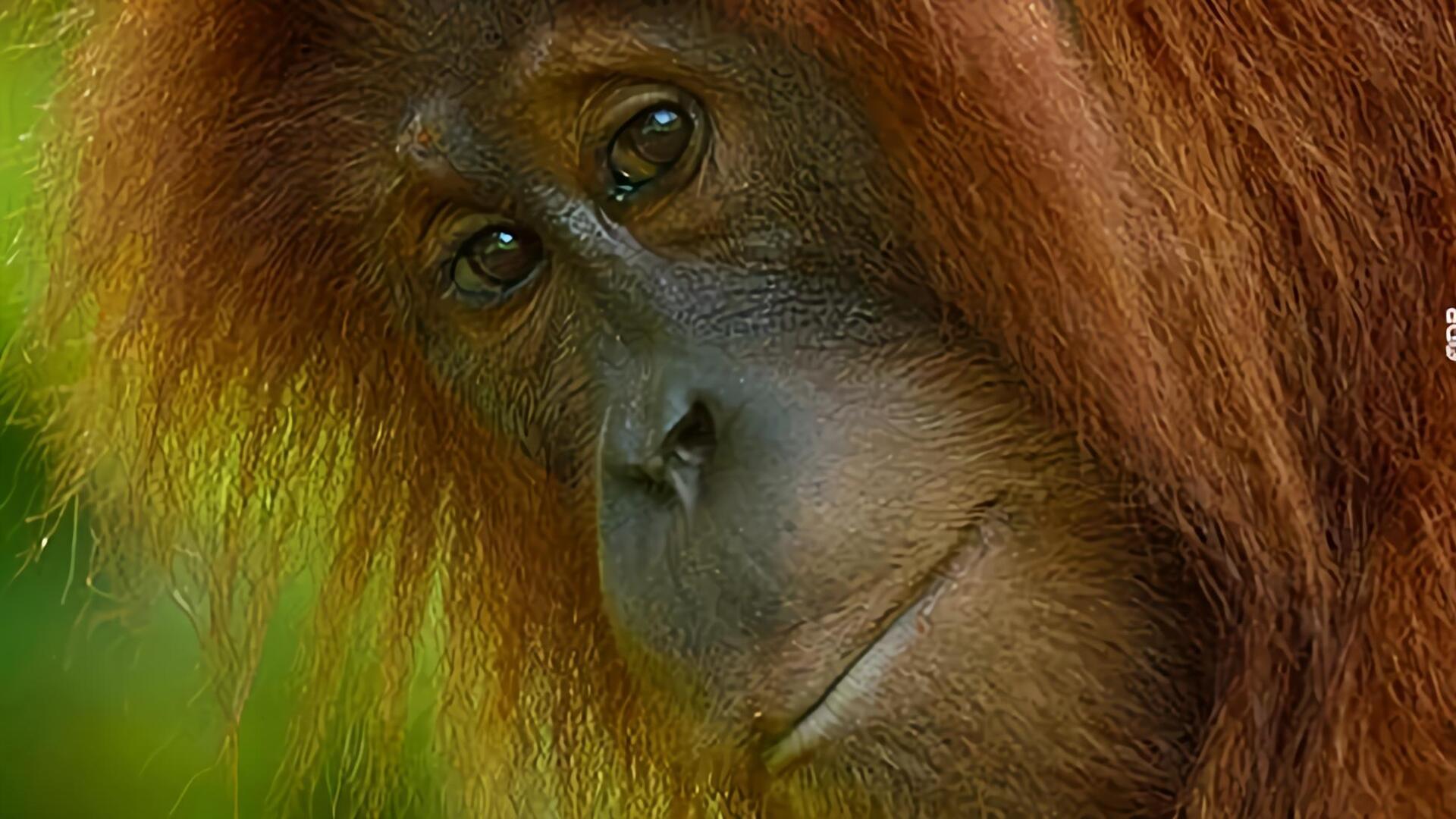 Les Derniers Orangs-outans De Sumatra