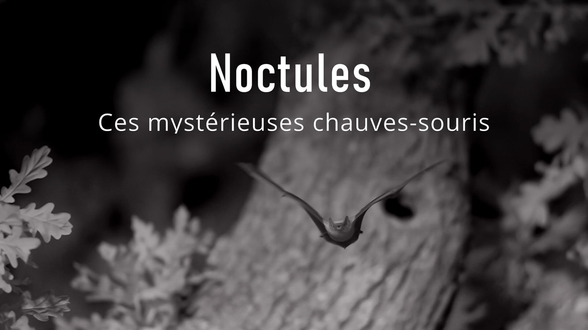Noctules, ces mystérieuses chauves-souris