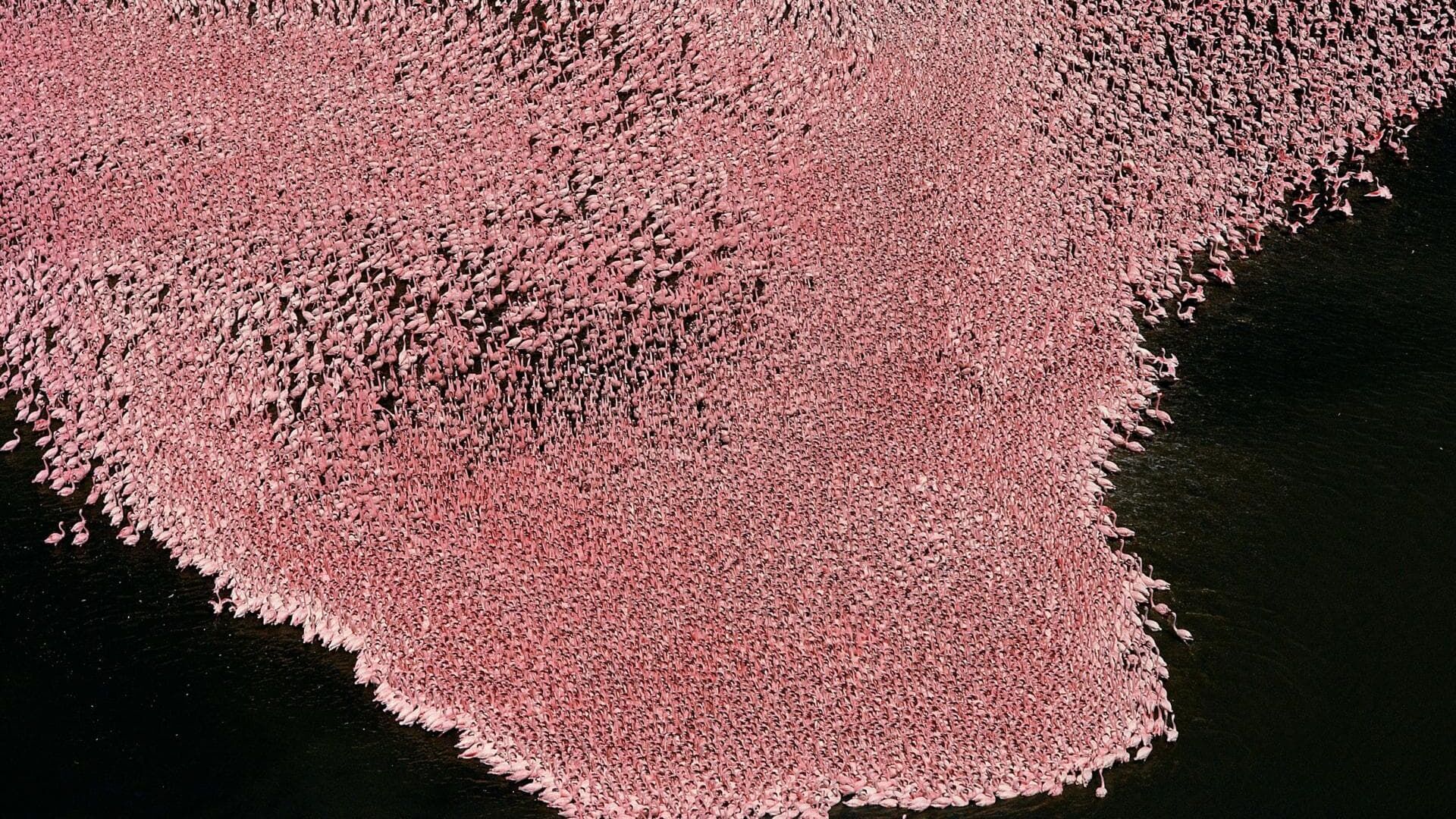 L'animal sauvage existe-il encore? (1)