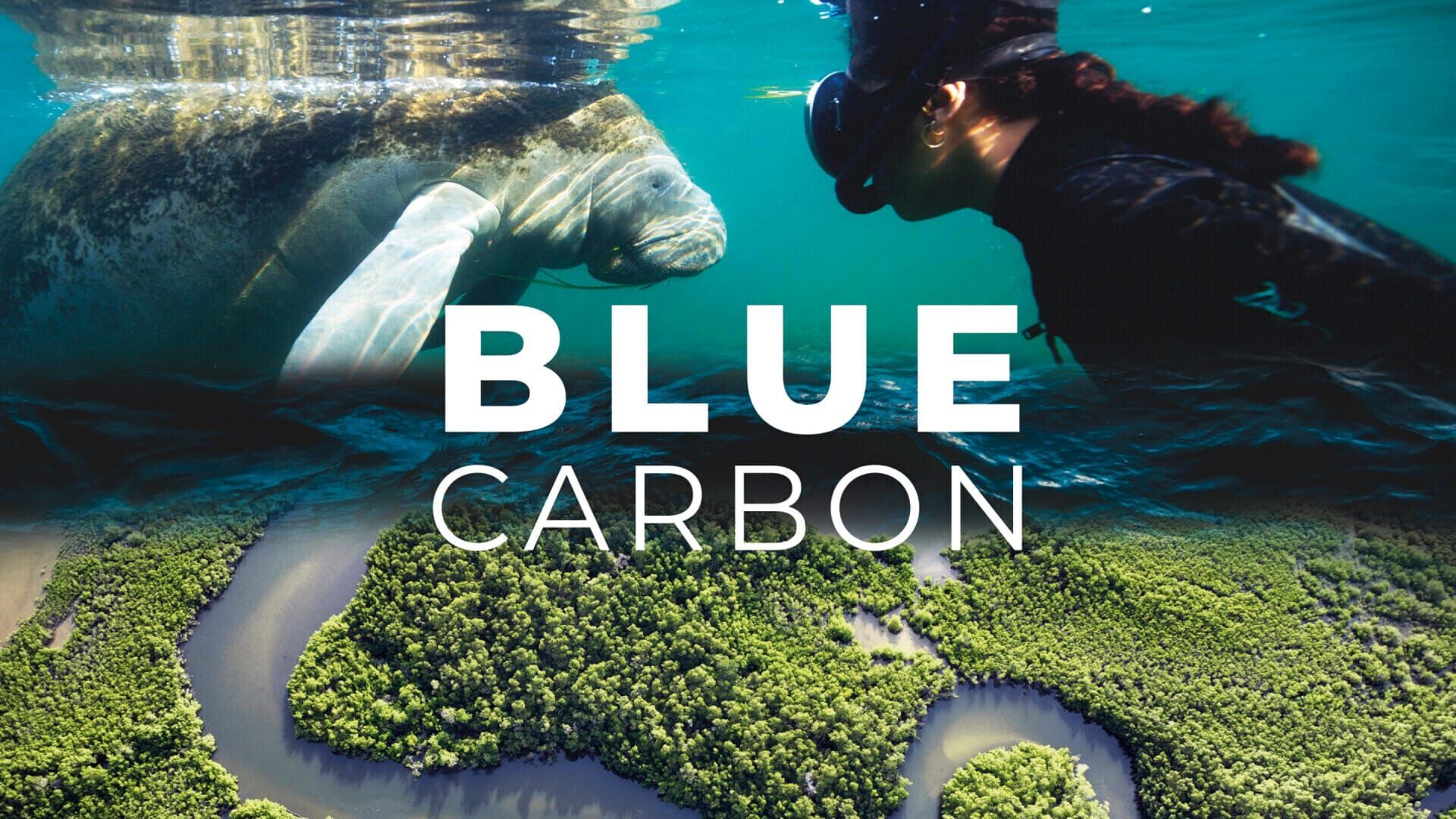 Blue Carbon - Le super-pouvoir de la nature