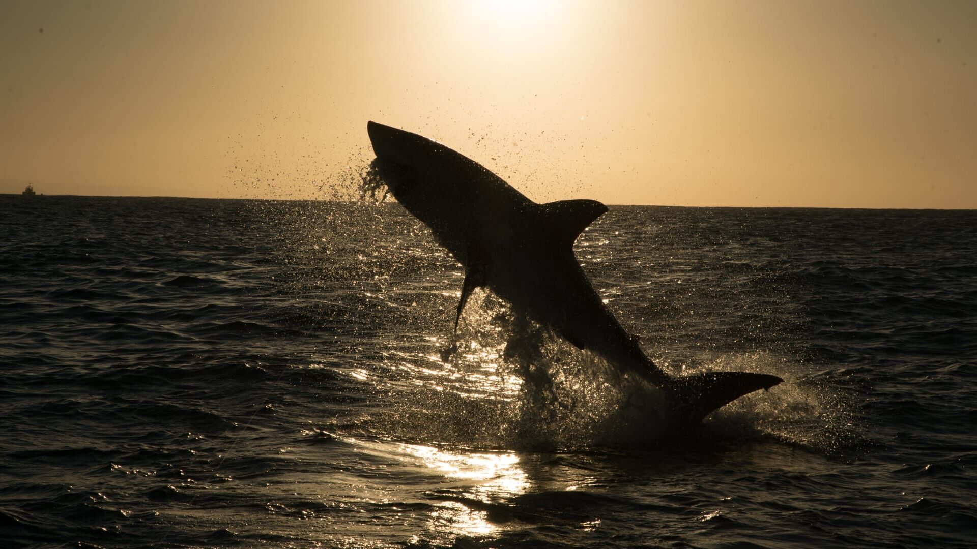 La loi des requins