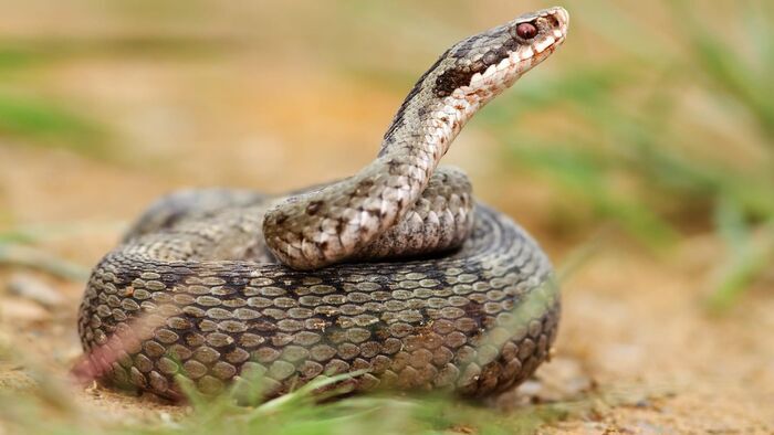 Mange, tue, chasse