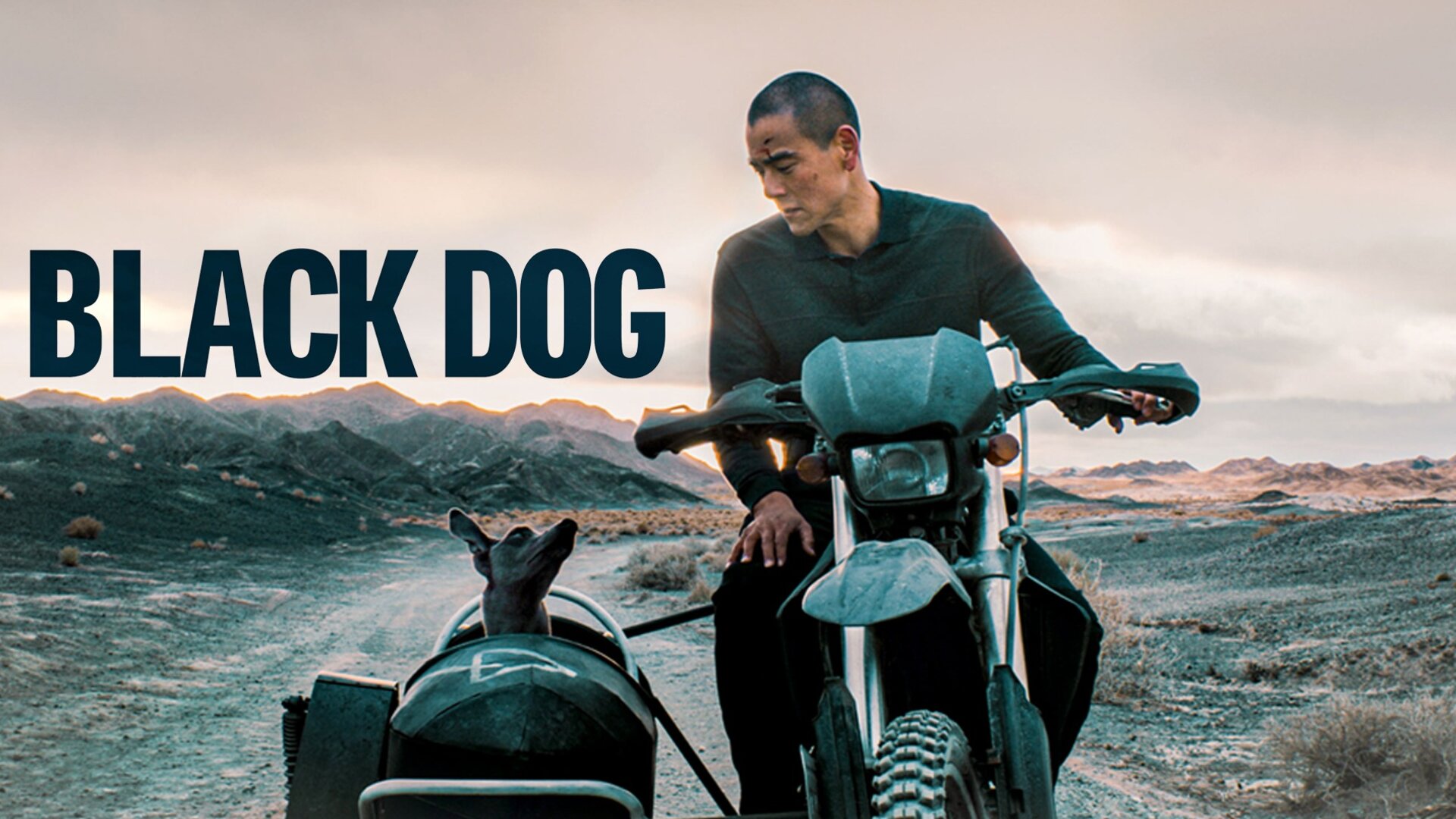 Black Dog