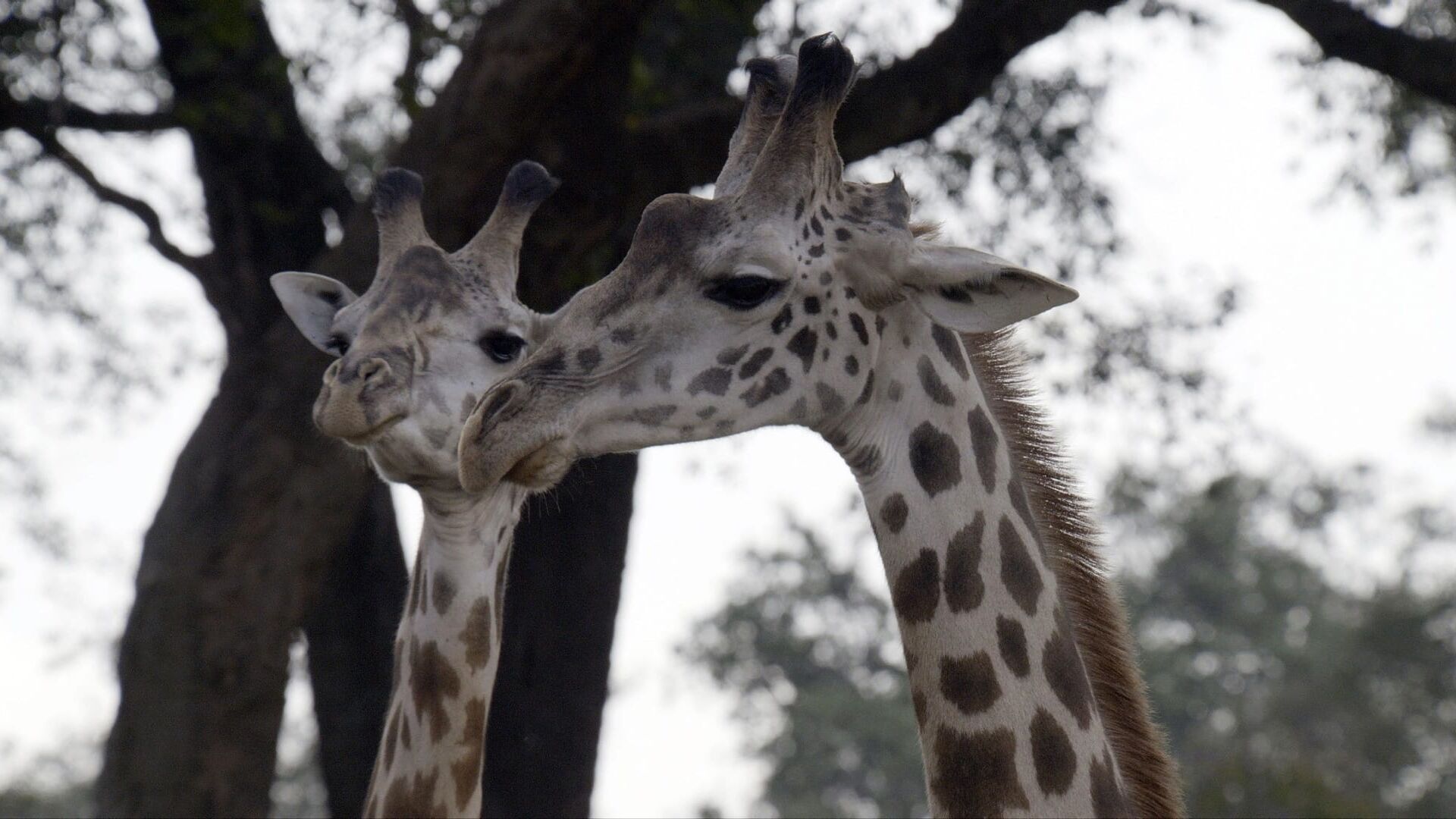 Liaisons tumultueuses