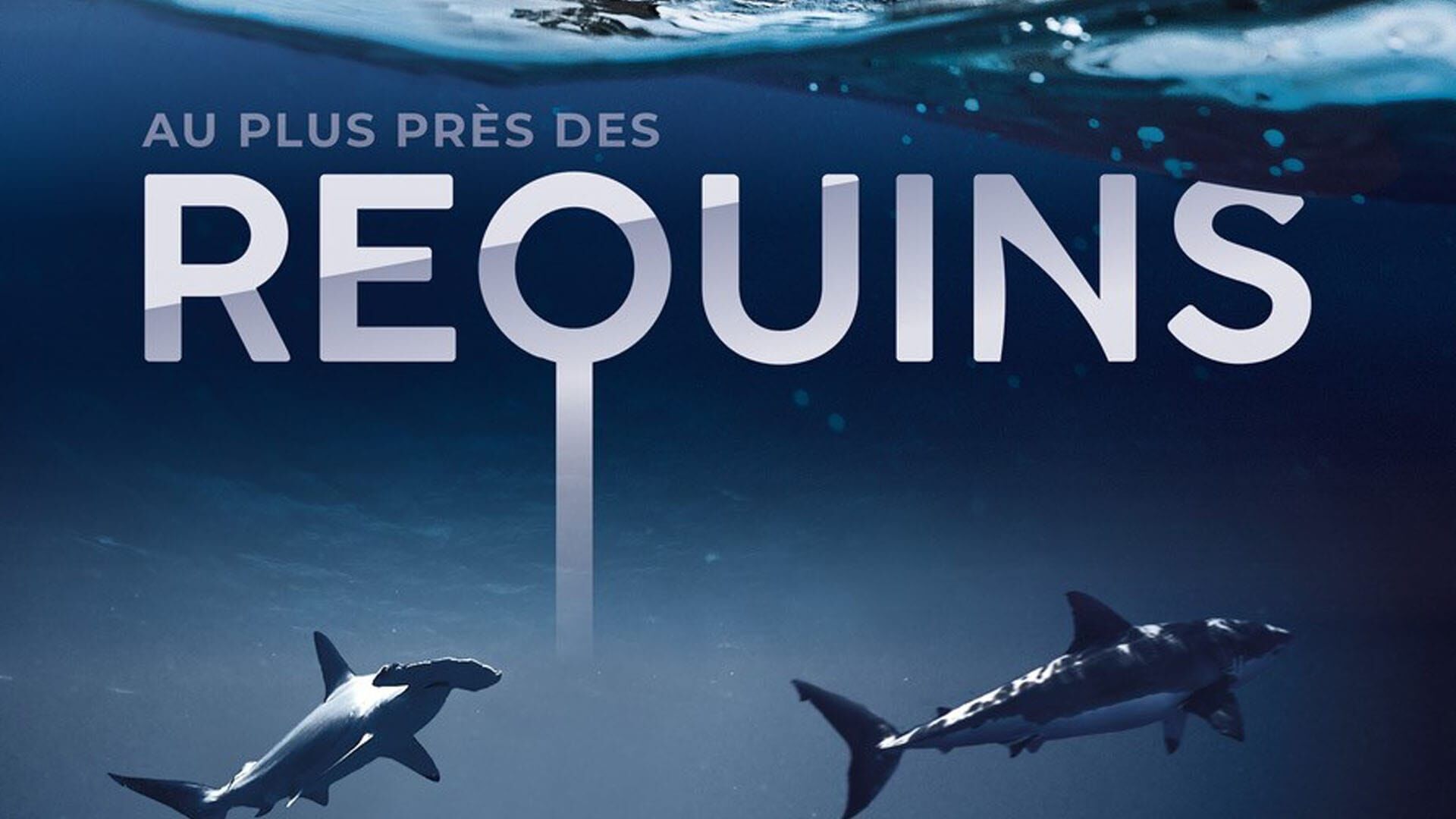 Au plus près des requins