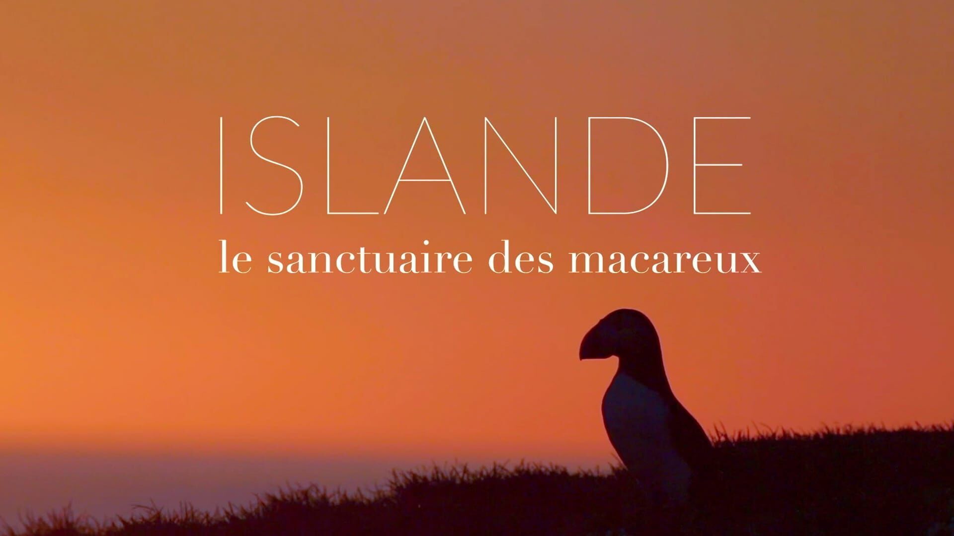 Islande, le sanctuaire des macareux