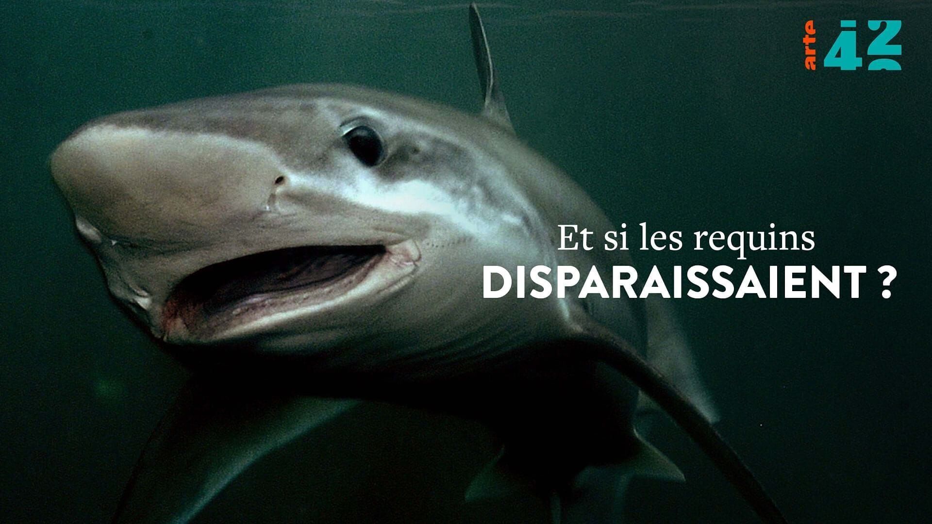 Et si les requins disparaissaient ?