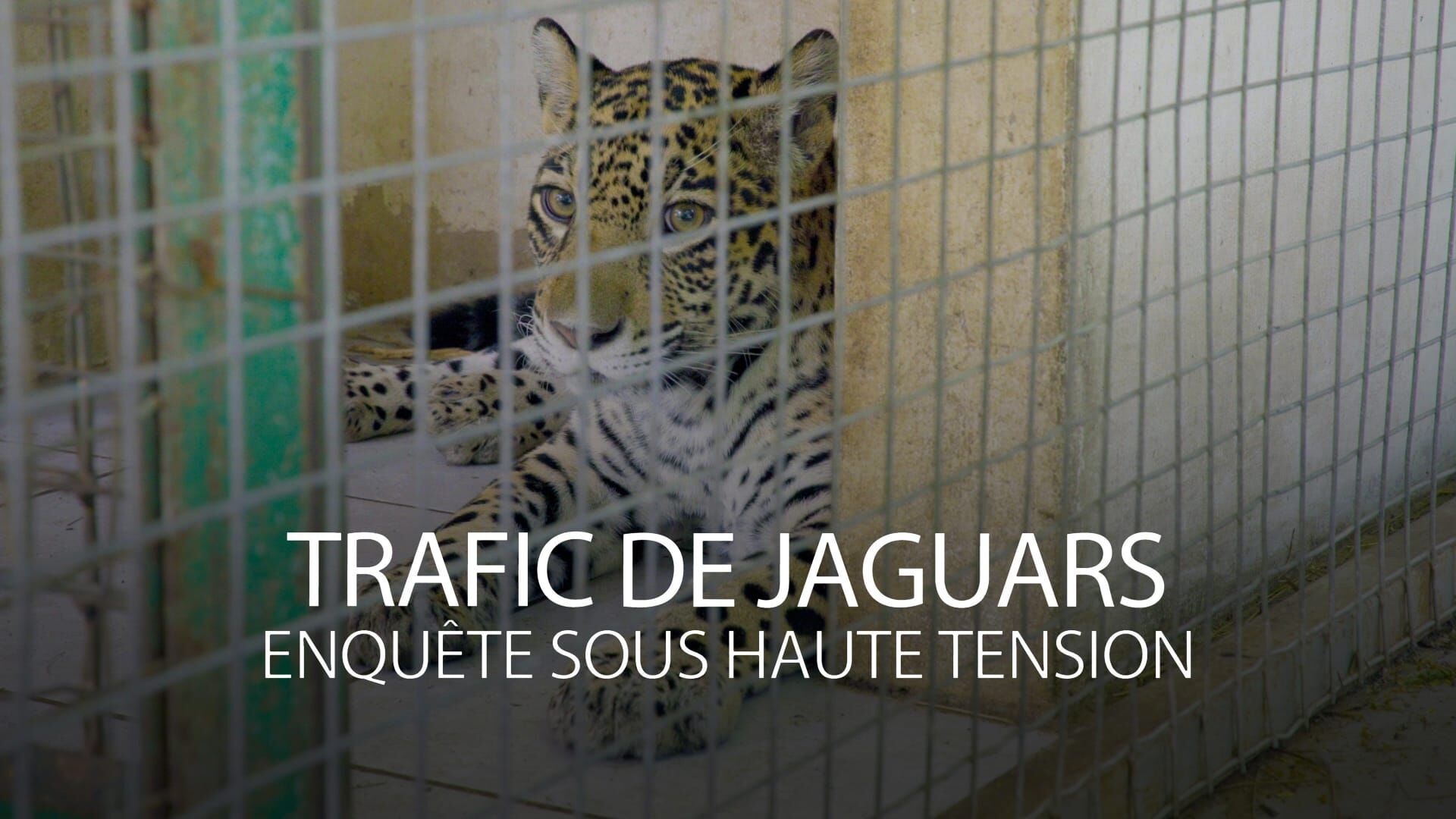 Trafic de jaguars : enquête sous haute tension