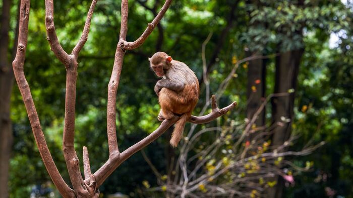 Une saison au zoo