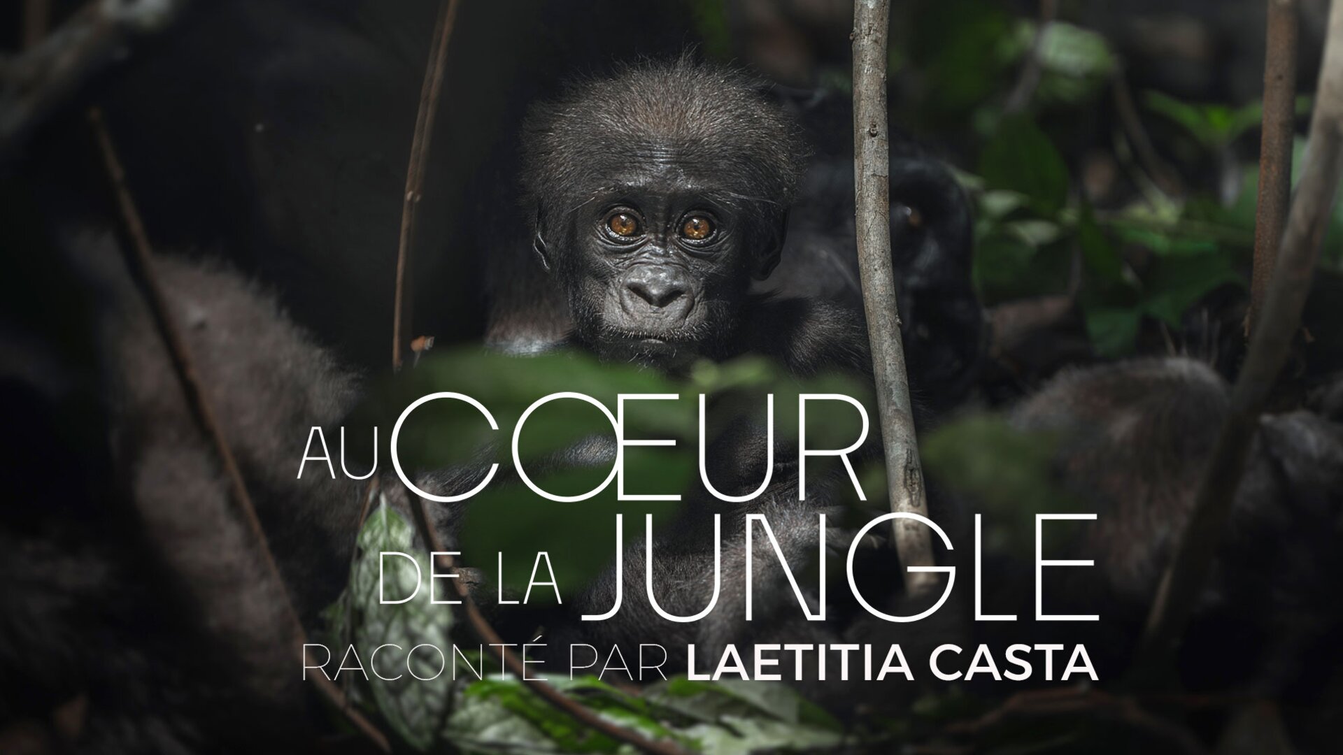 Au coeur de la jungle