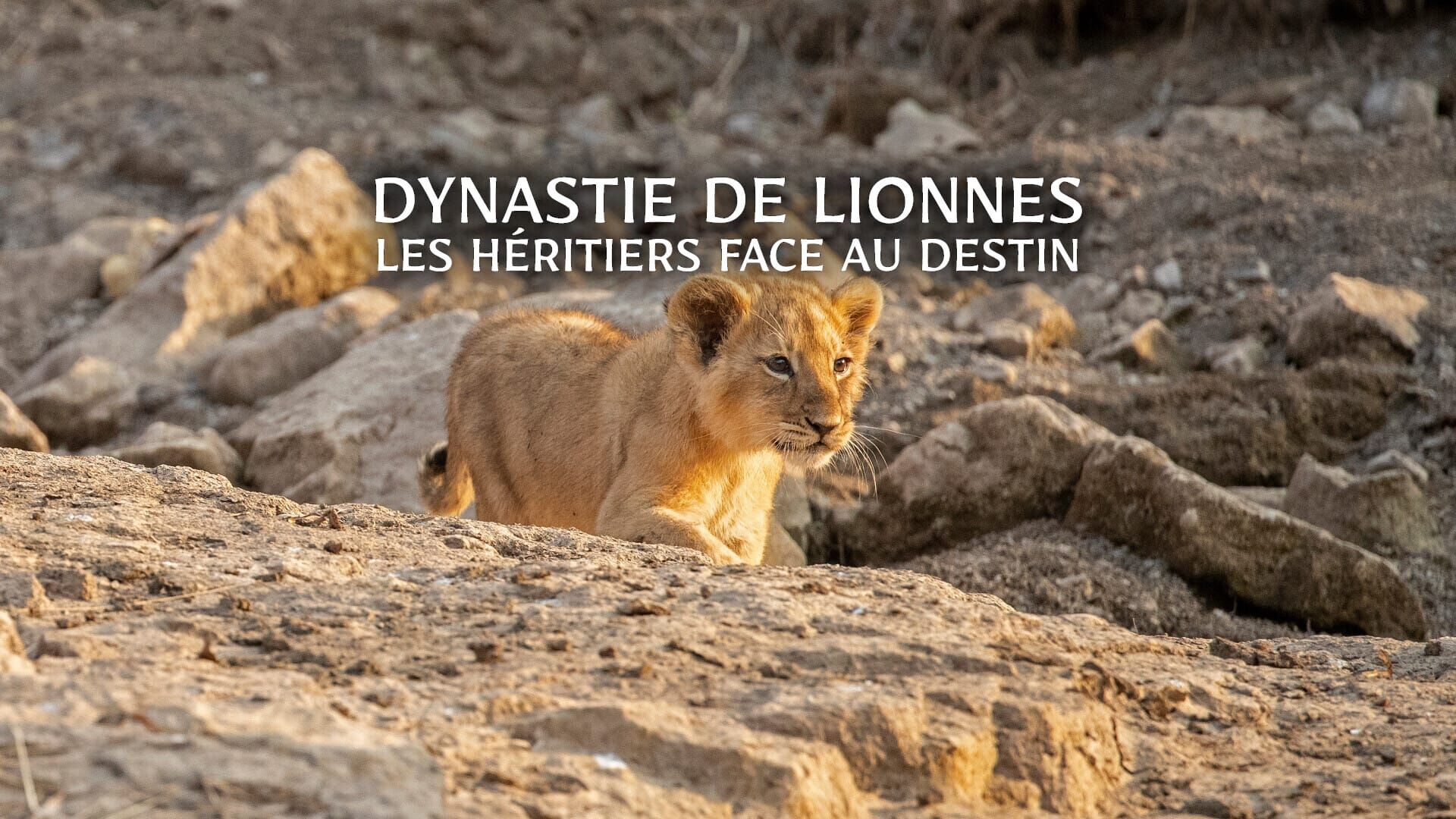 Dynastie de lionnes : Les héritiers face au destin
