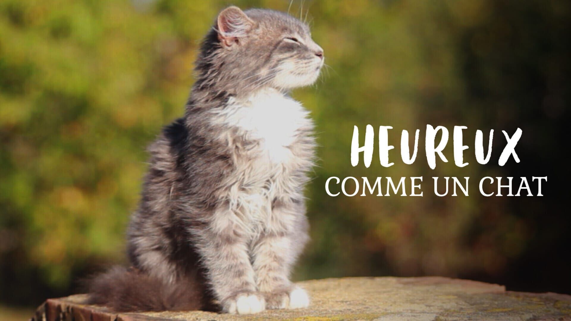 Heureux comme un chat